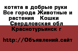 котята в добрые руки - Все города Животные и растения » Кошки   . Свердловская обл.,Краснотурьинск г.